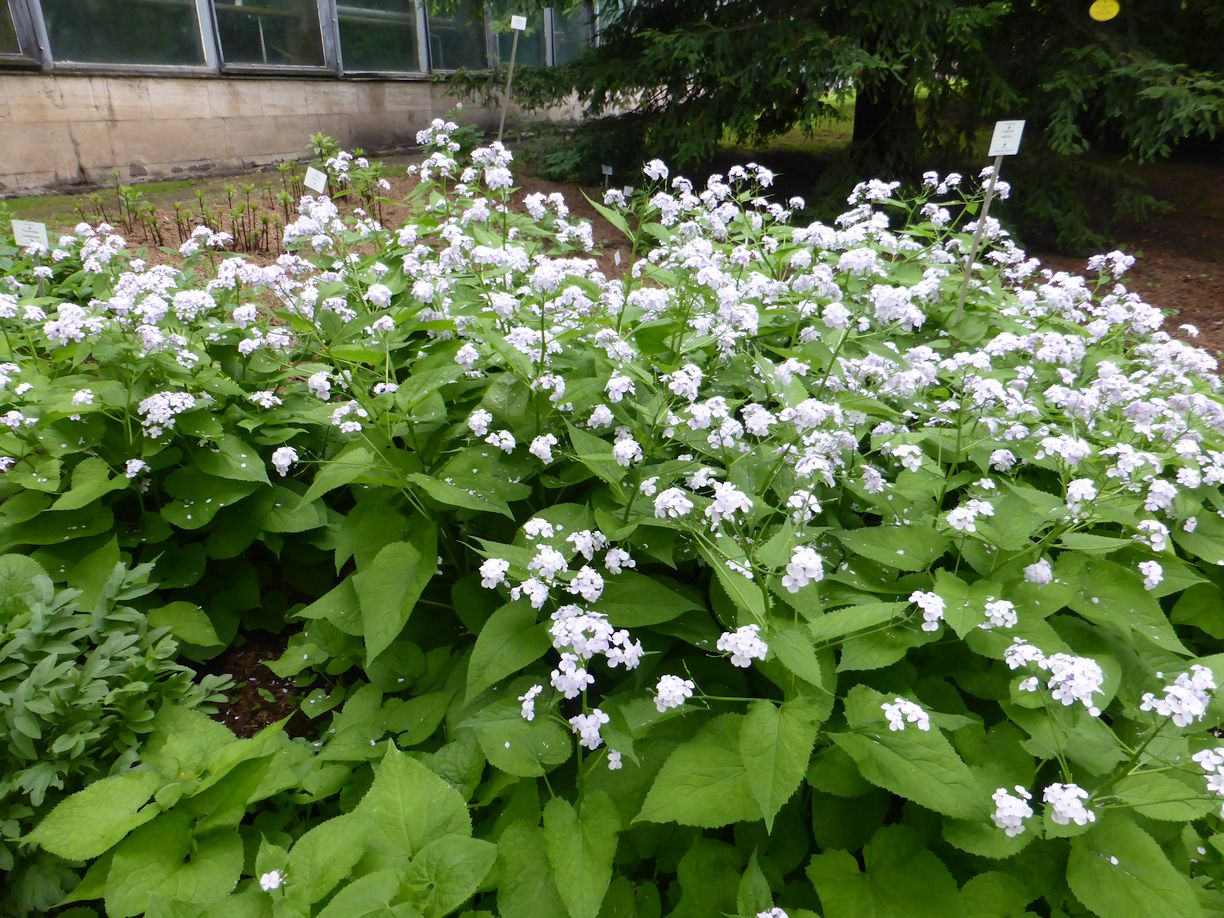 Jena_Botanischer_Garten_2025