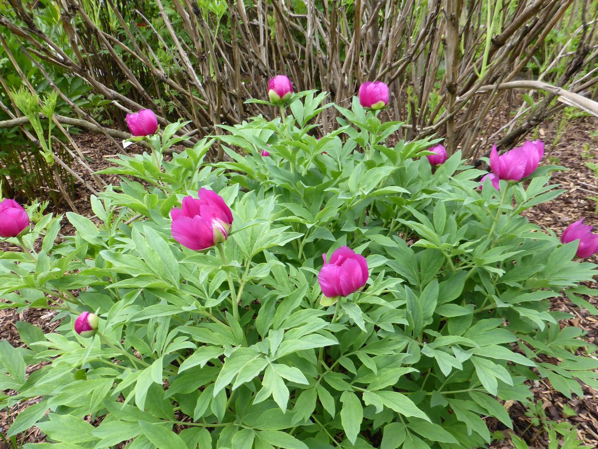 Jena_Botanischer_Garten_2025