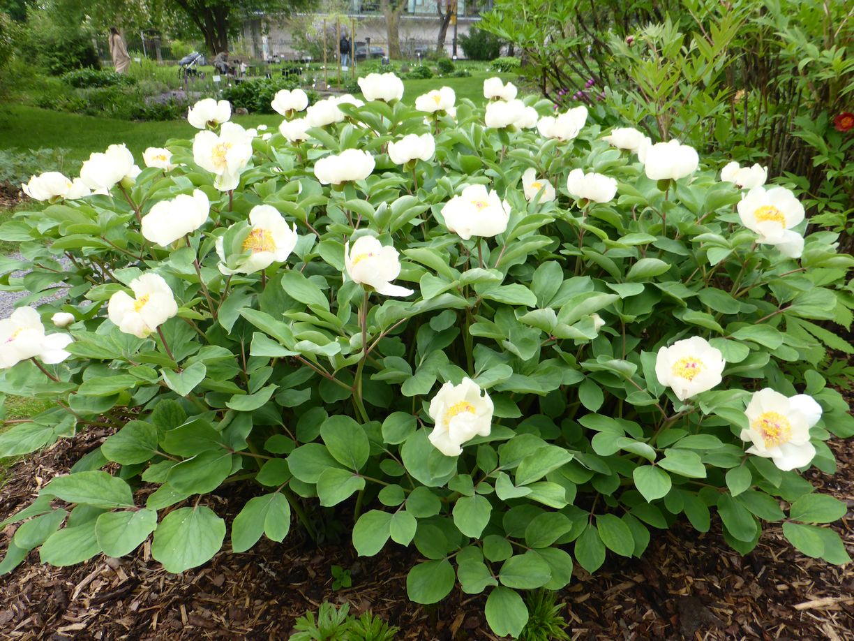 Jena_Botanischer_Garten_2025