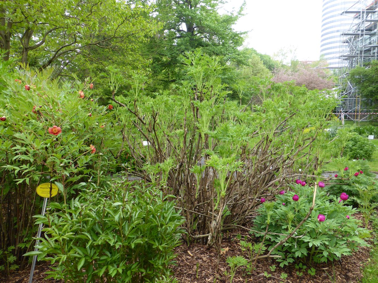 Jena_Botanischer_Garten_2025