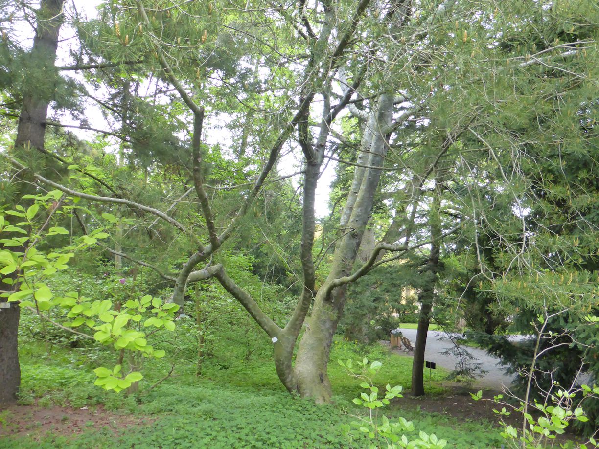 Jena_Botanischer_Garten_2025