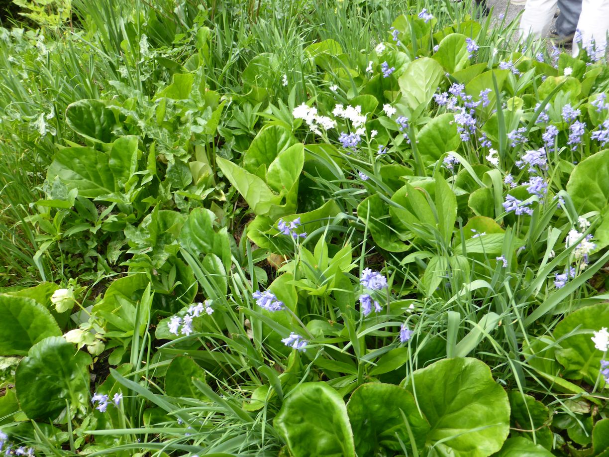 Jena_Botanischer_Garten_2025
