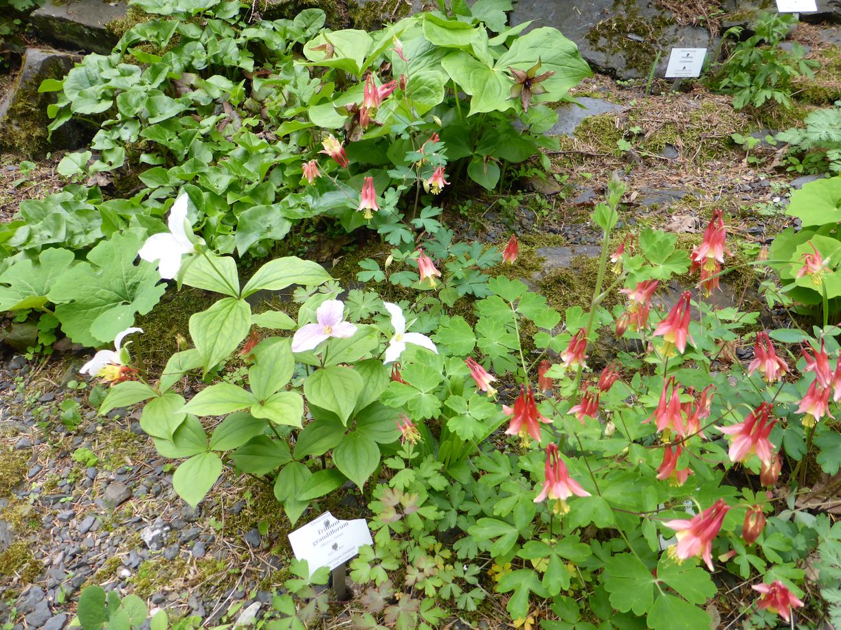 Jena_Botanischer_Garten_2025