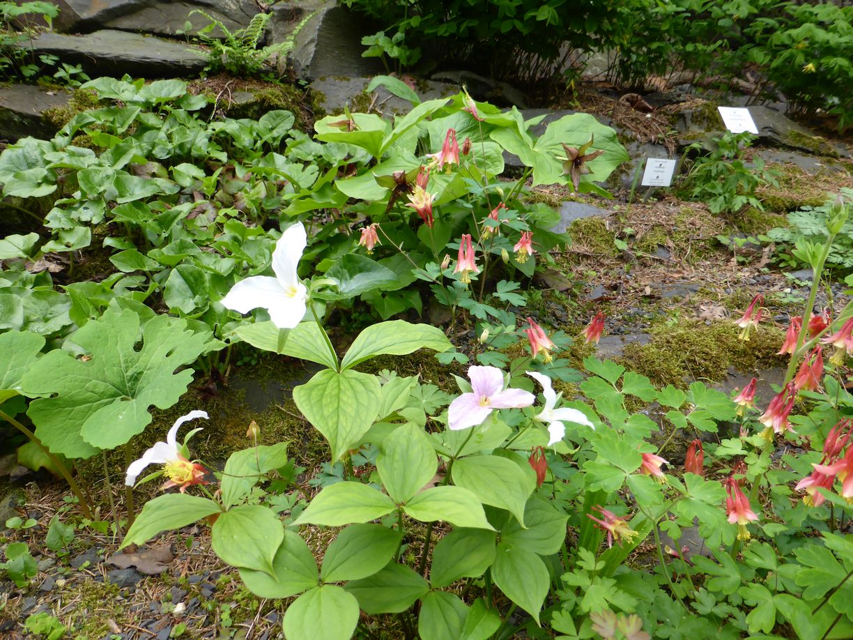 Jena_Botanischer_Garten_2025