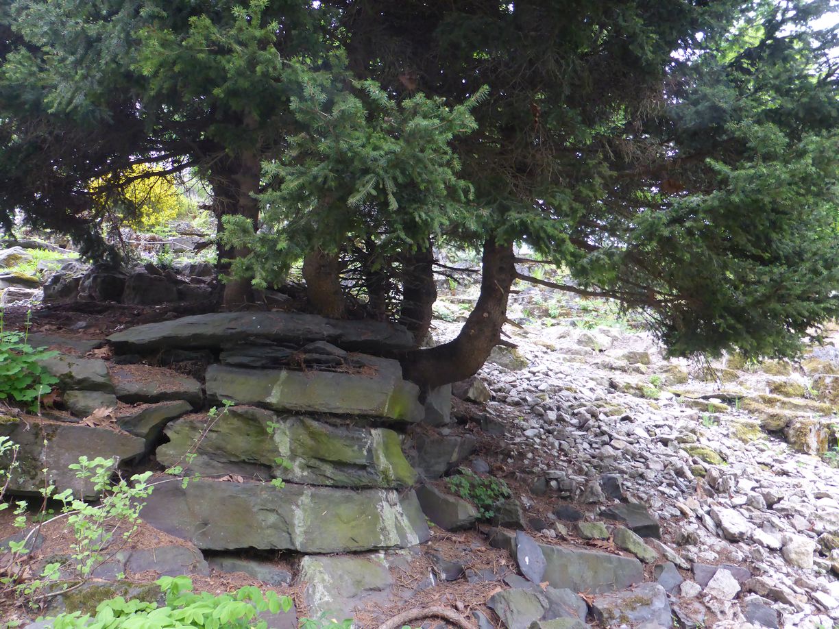 Jena_Botanischer_Garten_2025