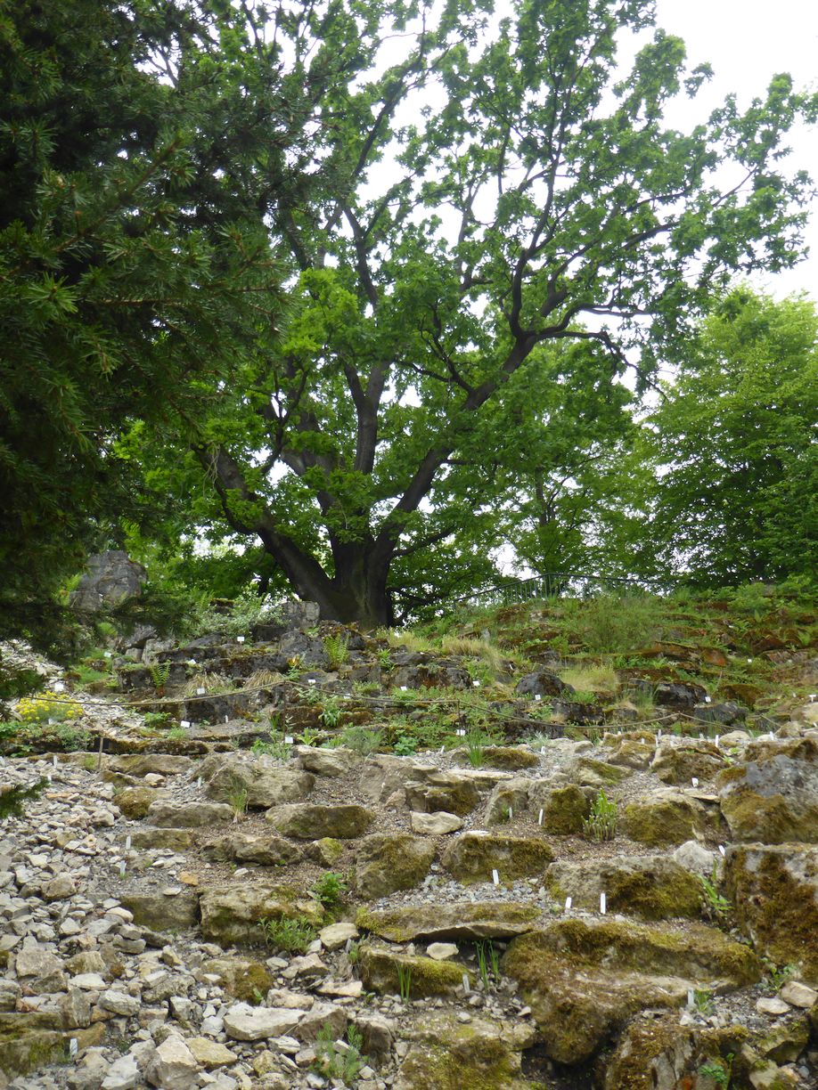 Jena_Botanischer_Garten_2025