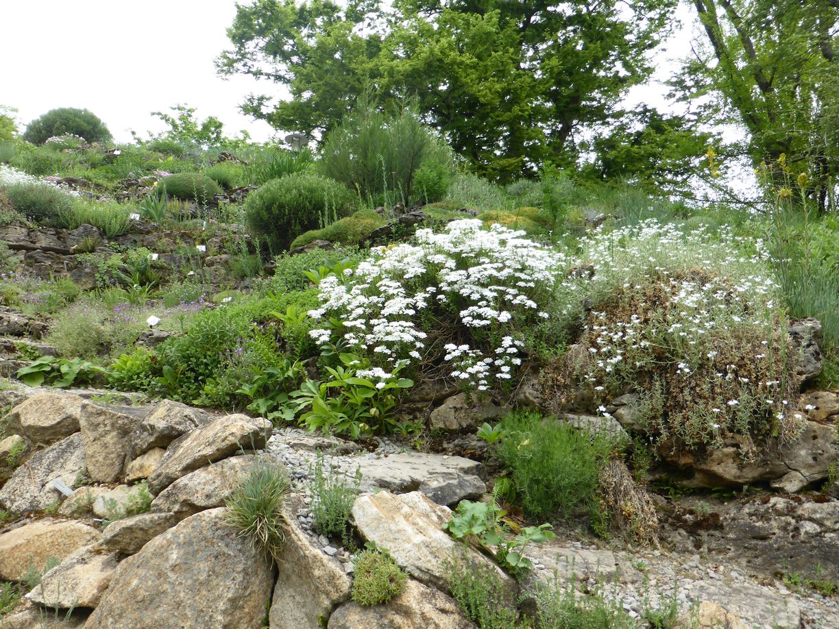 Jena_Botanischer_Garten_2025