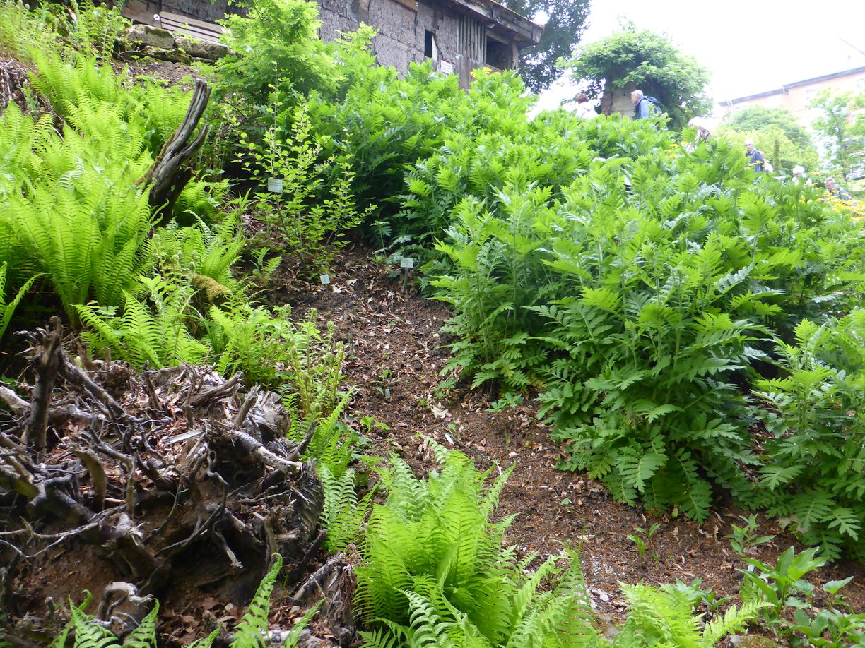 Jena_Botanischer_Garten_2025