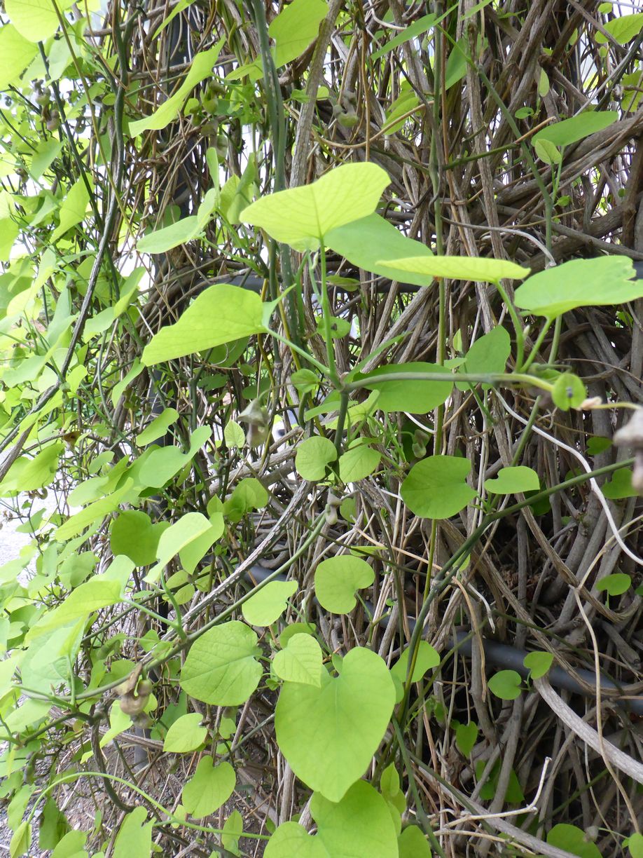 Jena_Botanischer_Garten_2025