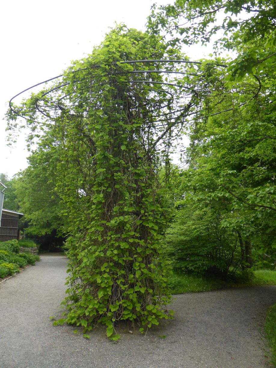 Jena_Botanischer_Garten_2025