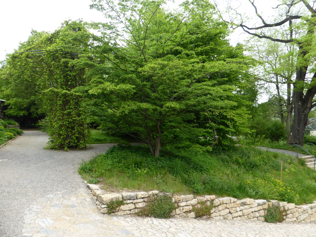 Jena_Botanischer_Garten_2025