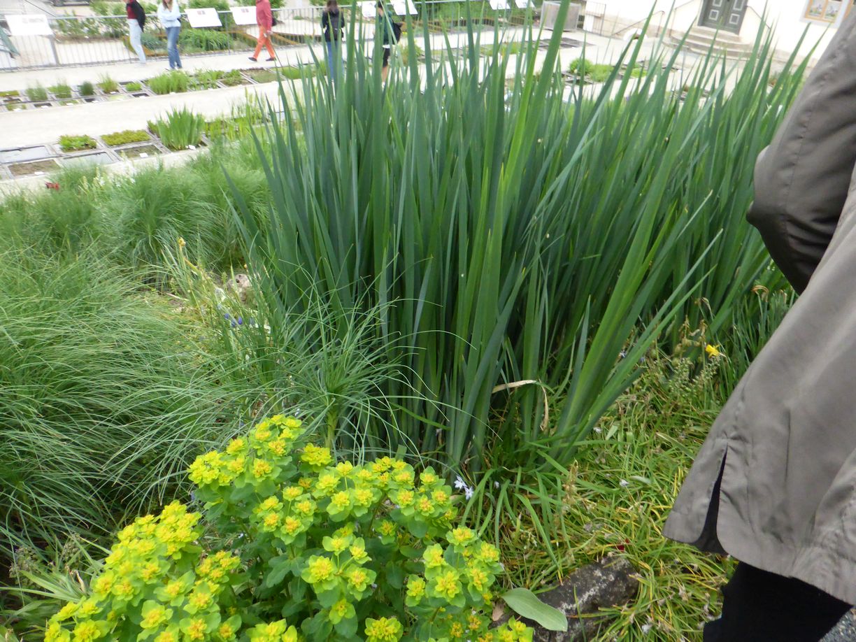 Jena_Botanischer_Garten_2025