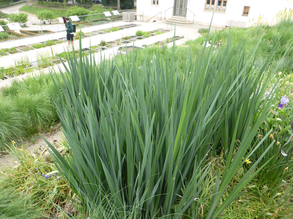 Jena_Botanischer_Garten_2025