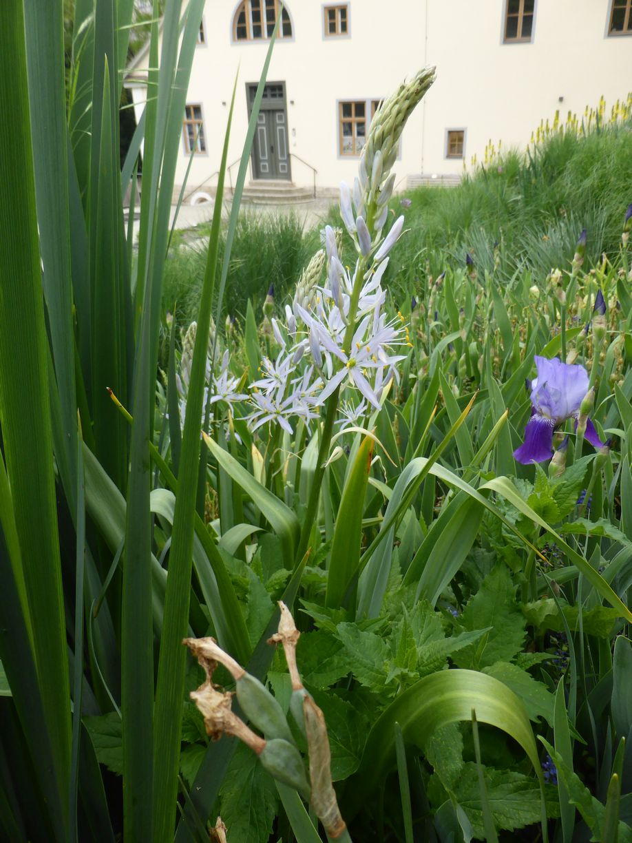 Jena_Botanischer_Garten_2025