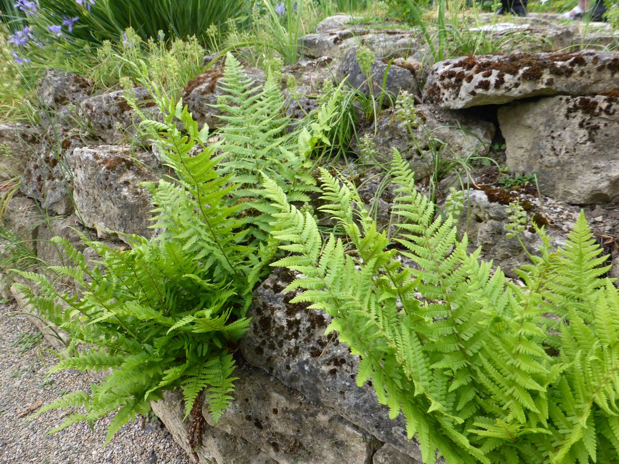 Jena_Botanischer_Garten_2025