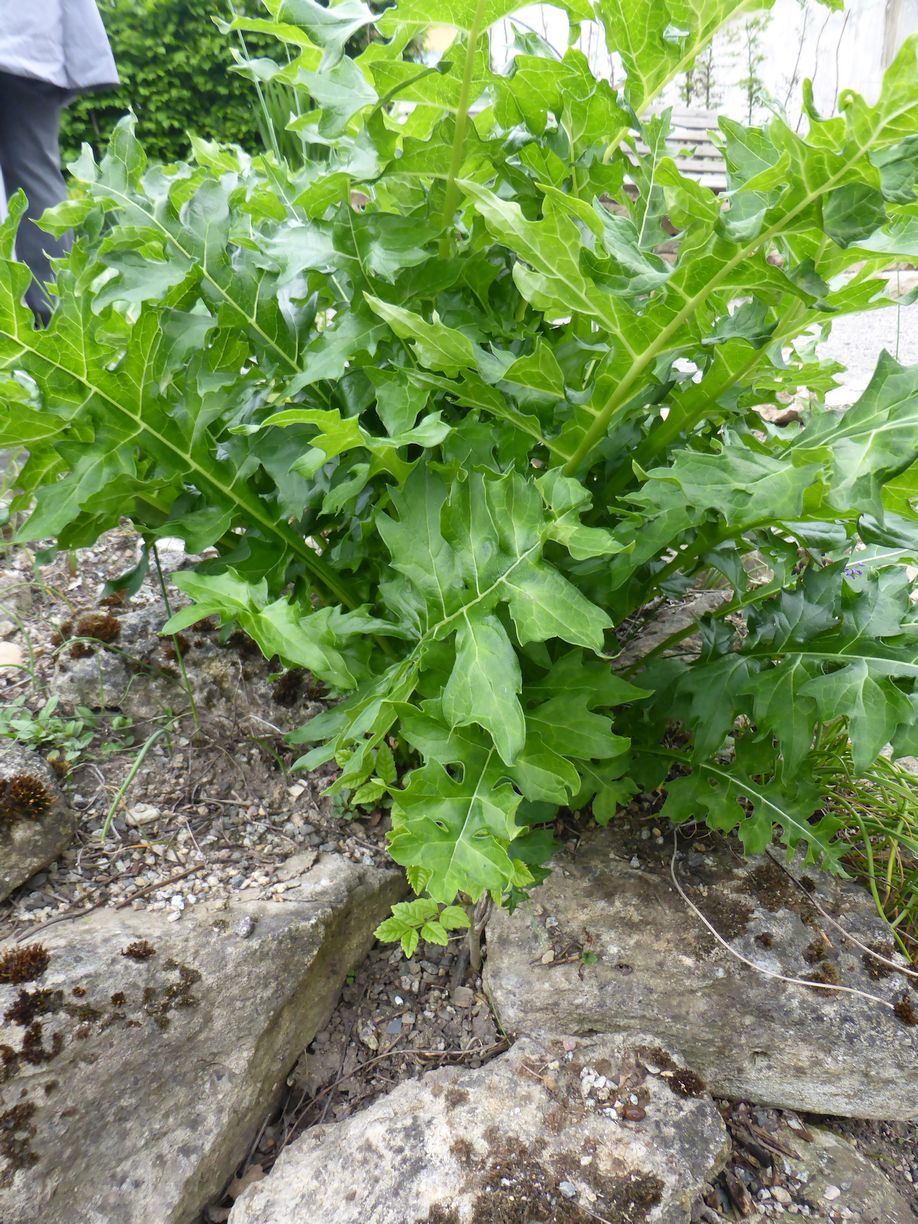 Jena_Botanischer_Garten_2025