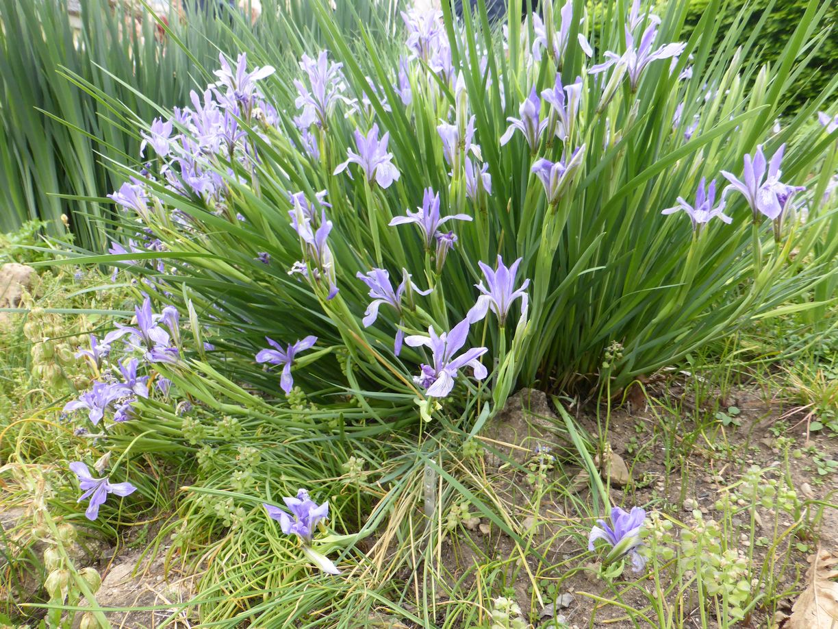 Jena_Botanischer_Garten_2025