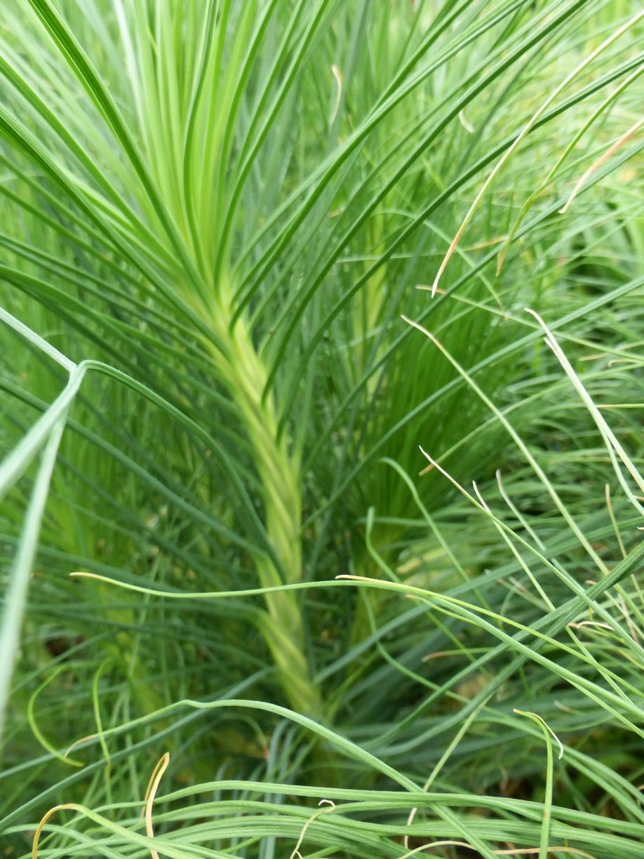 Jena_Botanischer_Garten_2025