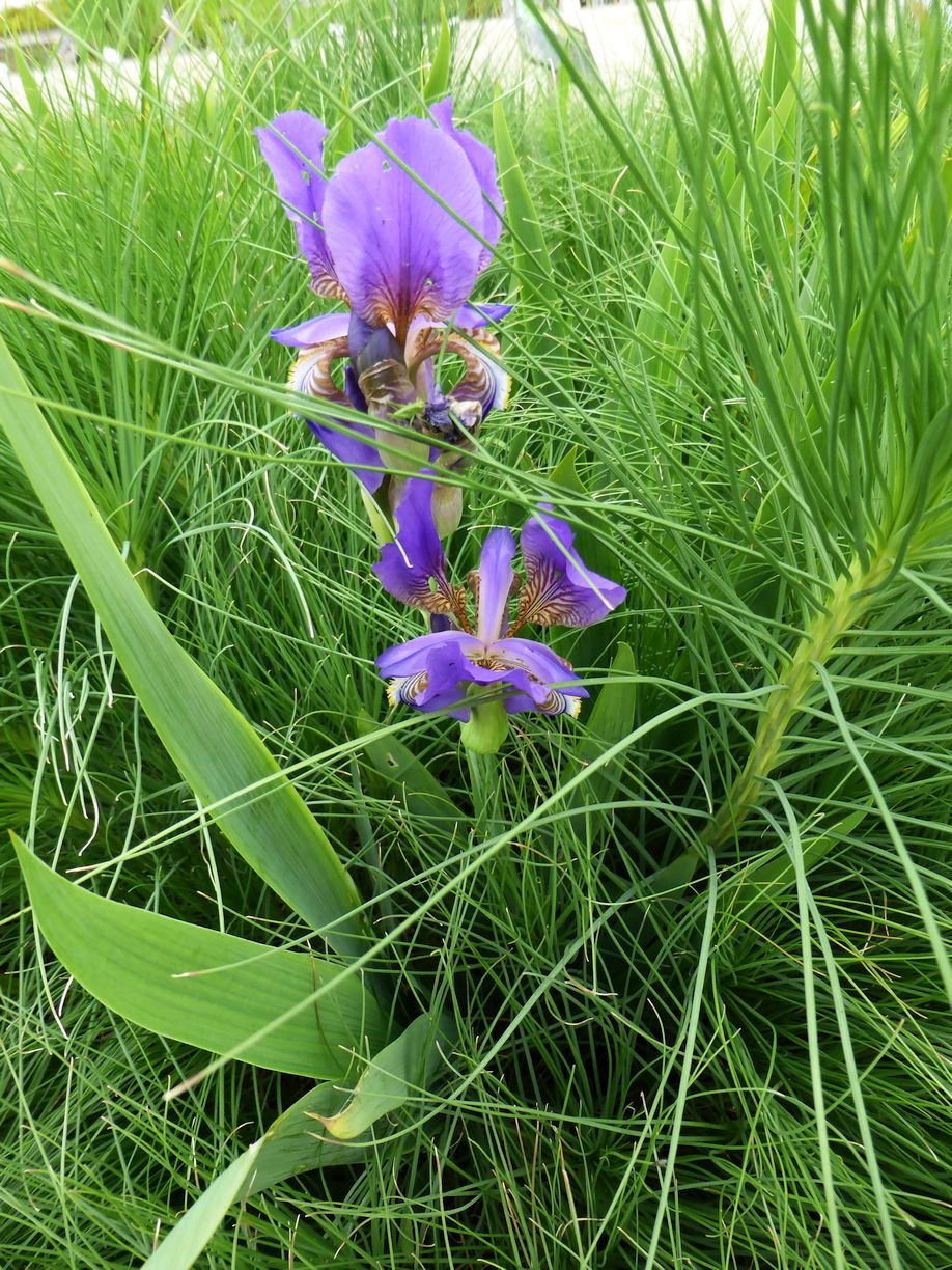 Jena_Botanischer_Garten_2025