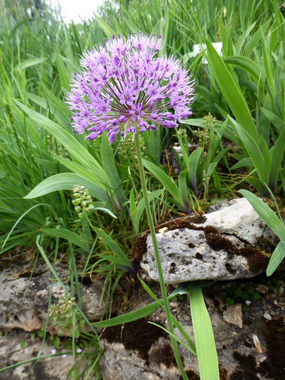Jena_Botanischer_Garten_2025