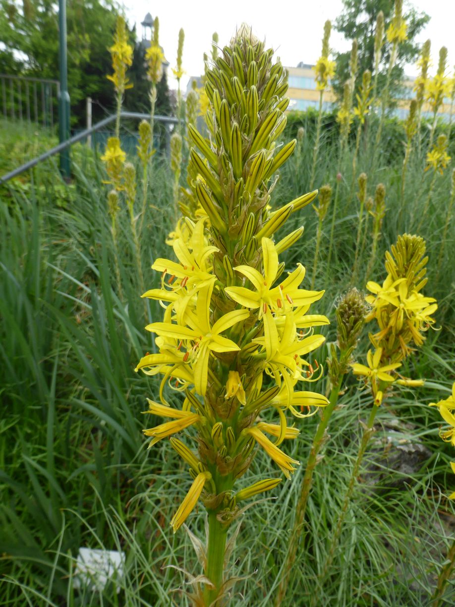 Jena_Botanischer_Garten_2025