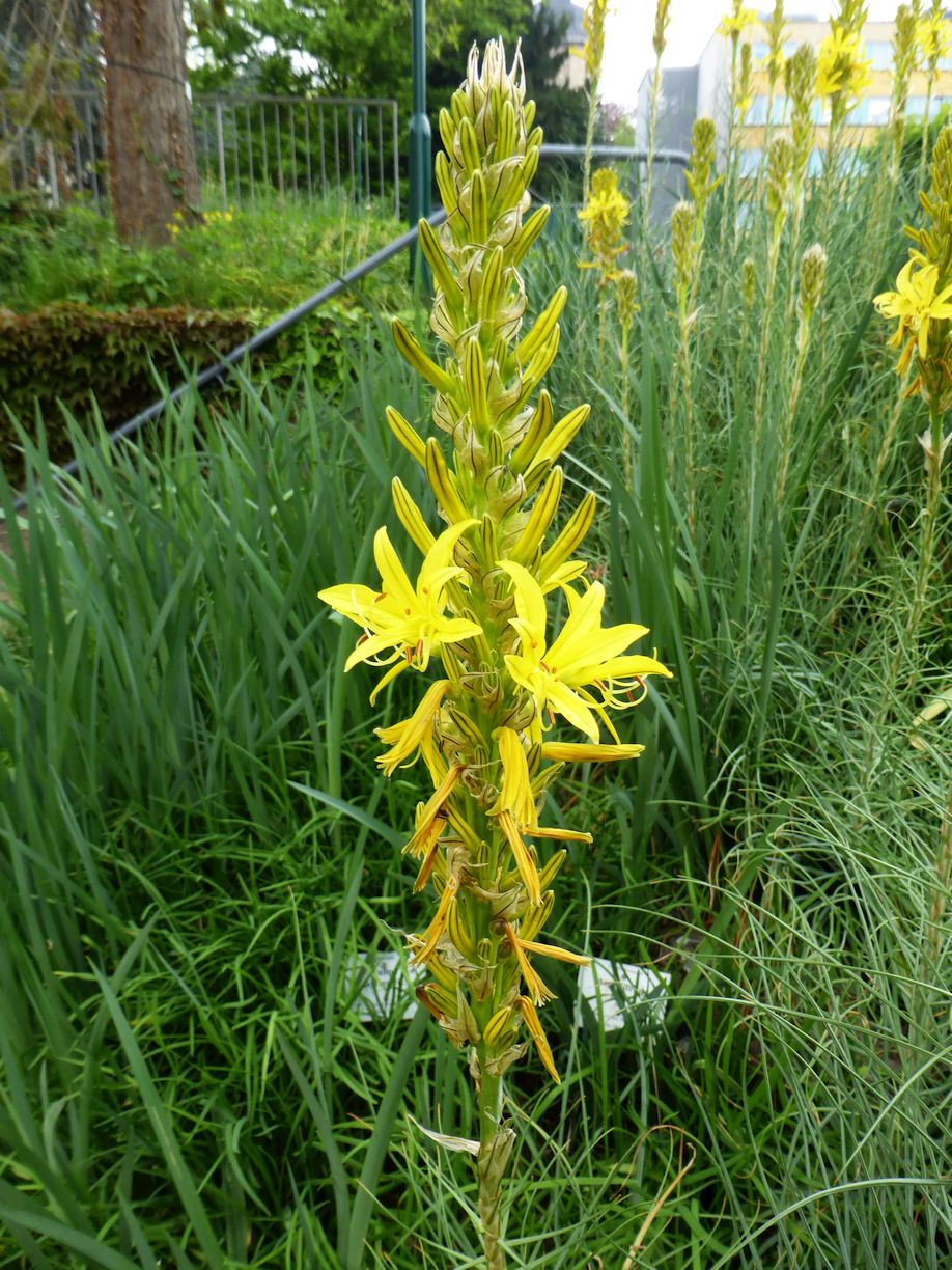 Jena_Botanischer_Garten_2025