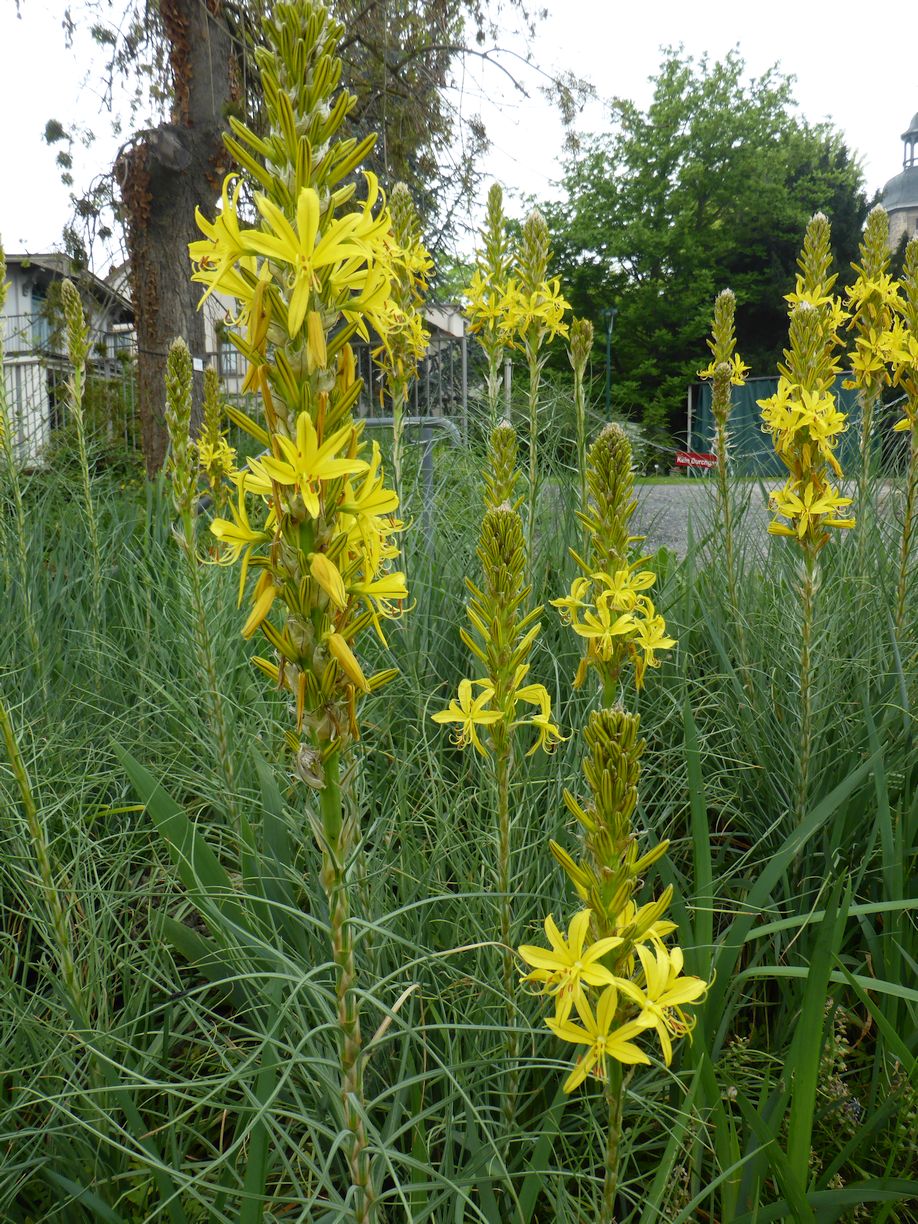 Jena_Botanischer_Garten_2025