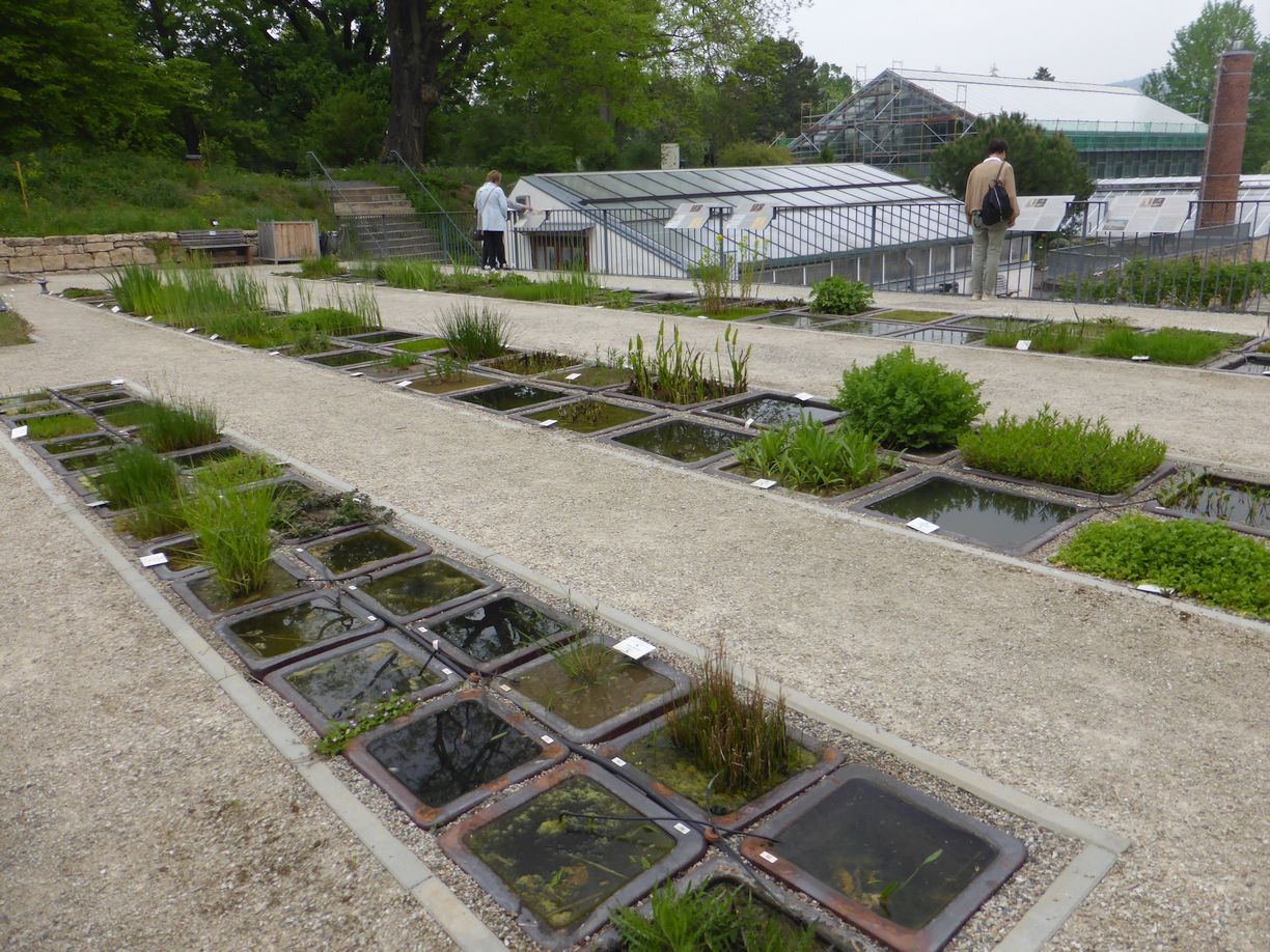 Jena_Botanischer_Garten_2025