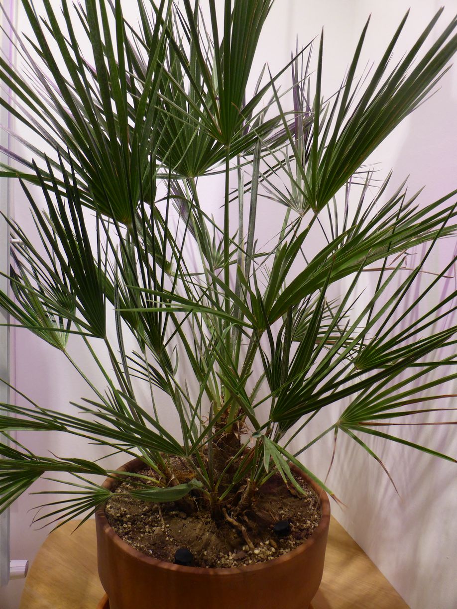 Jena_Botanischer_Garten_2025